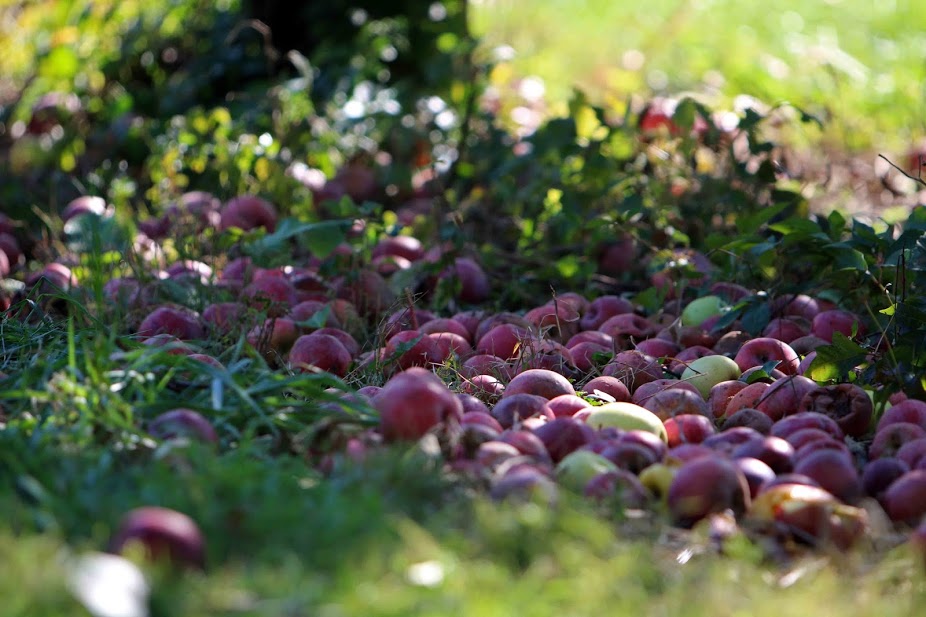 Virginia Apple Picking