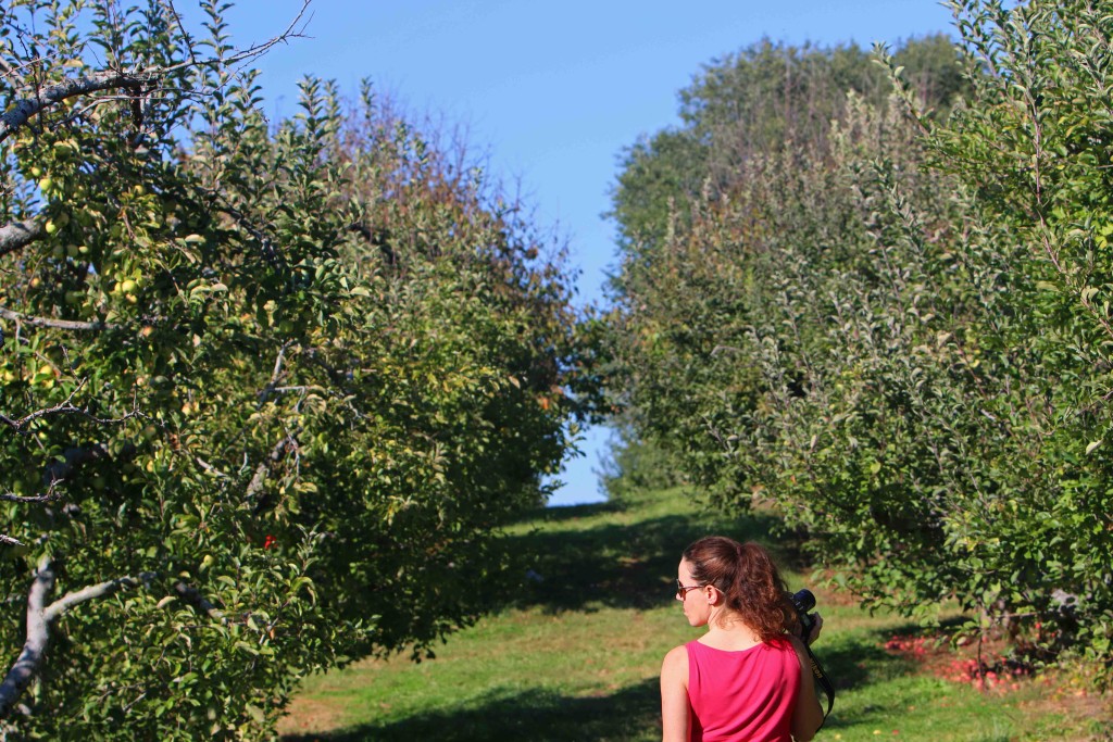 Lynn Apple Orchard